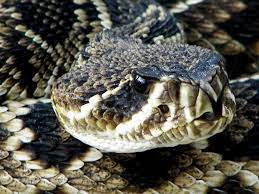 Pet Snake Pictures Eastern Diamondback Rattle Snake Pet Snake Rattlesnake Snake