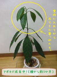 アボカド栽培日記 日直いきものぶろぐ