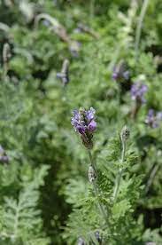 Fernleaf Lavender Calloway S Nursery