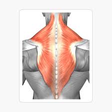 Along it are easily palpable spinous processes by palpation of the cervical vii and all lying. Muscles Of The Back And Neck Greeting Card By Stocktrekimages Redbubble
