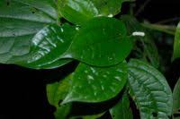 Image result for Piper capense