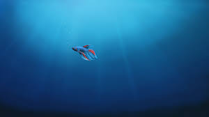 Fish Alone Underwater Windows 10 4k 4k Wallpaper Hdwallpaper Desktop Underwater Wallpaper Hd Wallpaper Wallpaper Backgrounds