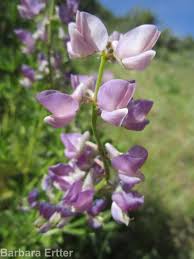 Image result for Lupinus pubescens