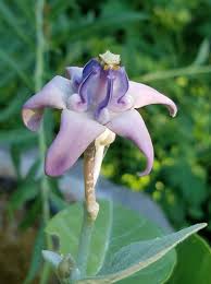 Image result for Calotropis gigantea