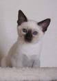 Siamese Cat Colors Chart | Fascinating Facts | Siamese of Day