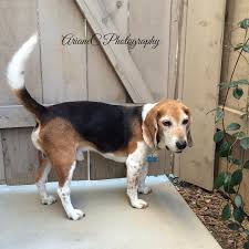 Icraftcafe On Instagram Picture Of Our Sweet Beagle Chasing Squirrels In The Backyard Yesterday Icraftcafe Arianecphotog Beagle Squirrel Dogs And Puppies
