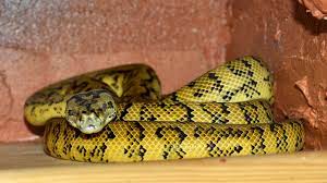 Mimpi melihat ular besar berwarna kuning. Itulah Arti Mimpi Ular Warna Kuning Paramimpi Paranormal Mimpi