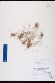 Image result for Lipocarpha micrantha