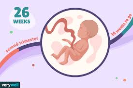 Read about your pregnancy at 12 weeks. 26 Weeks Pregnant Baby Development Symptoms And More