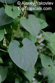 Image result for Riocreuxia