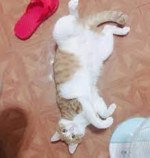pin by 李詩涵on 貓 cats animals projects