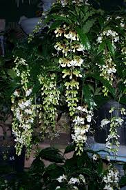 Image result for Clerodendrum toxicarium
