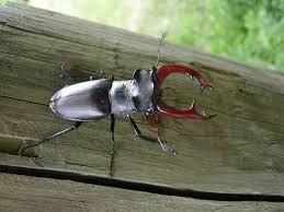 Giraffe, beetle, deer lucanidae black body perched on a piece of wood, very beautiful. Lucanidae Wikipedia