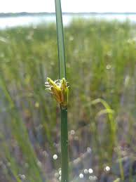 Image result for Schoenoplectus sp.no.1