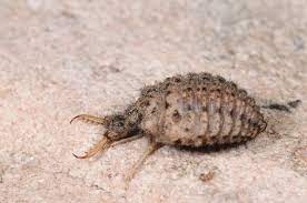 Antlion Insects Invertebrates Ants