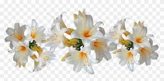 We did not find results for: Lilies White Belladonna Easter Lilies Flowers Lily Clipart 2154293 Pikpng