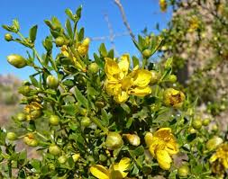 Image result for Thecacoris spathulifolia