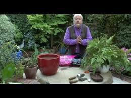 Foug?re plante d'interieur ou exterieur. Comment Rempoter Et Diviser Une Fougere D Exterieur Youtube