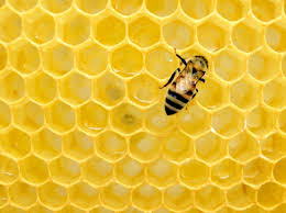 Baca queen bee, queen bee bahasa indonesia, queen bee indo, download queen bee indo peringatan, series berjudul queen bee di dalamnya mungkin terdapat konten kekerasan. Predicting Honeybee Swarming By Listening To The Sounds Made By A Queen Bee