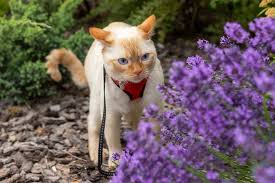 Maybe you would like to learn more about one of these? 9 Ways To Keep Cats Out Of Your Yard And Garden Easy Humane Excited Cats