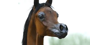As the world's leading arabian horse publication, arabian horse world. Breeders Are Deforming Their Horses To Make Them Prettier And More Valuable Say Vets