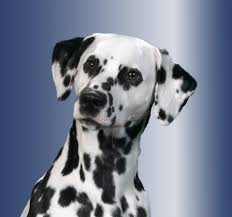 I've been trying to find dalmatian puppies for sale in austin or. Dalmatian Club Of America Dalmatian Club Of America