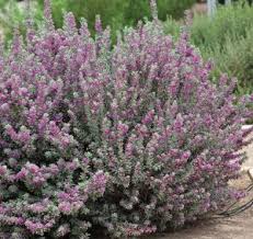 The reason you do not see more texas ranger plants, despite their spectacular autumn bloom, is because they are typically coddled to death. Welcome This Tough New Texas Ranger To The Southwest Scene Phoenix Home Garden