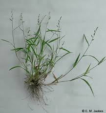 Image result for Echinochloa ugandensis