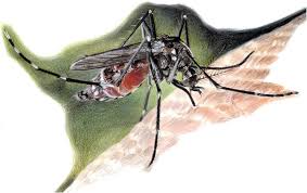 May 12, 2021 · another common species, the asian tiger mosquito (aedes albopictus), has an average lifespan of 30 to 40 days. Female Asian Tiger Mosquito During Blood Meal Drawing By Elisa Canaglia Download Scientific Diagram