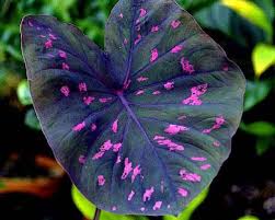 Because small seeds, commonly used indoor pots broadcast, after sowing the casing should be thin, dry basin should take a dip method watering pots, not directly watering, to avoid washout seed. Elephant Ear Perennial Hardy Colocasia Bicolor Bonsai Balcony Rare Flower Plants Bulbs Roots Rhizomes Yard Garden Outdoor Living