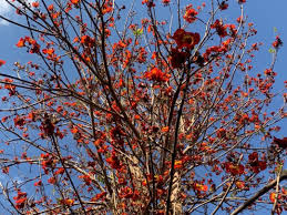 Image result for Fernandoa magnifica