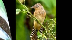 Cuyex prasetyo 31.396 views3 years ago. Suara Burung Emprit Gantil By Suara Burung