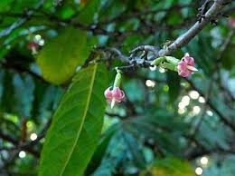 Image result for Massularia acuminata