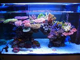 Even for seasoned hobbyists, the nano reef aquarium presents unique challenges. Minimini S Zeovit Tank In Japan Marine Fish Tanks Marine Aquarium Saltwater Tank
