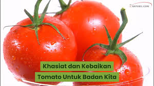 Sementara sayuran adalah bagian batang, daun dan akar tumbuhan. Khasiat Dan Kebaikan Tomato Untuk Badan Kita Eratuku