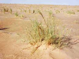 Image result for Stipagrostis