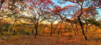 Image result for Lannea katangensis