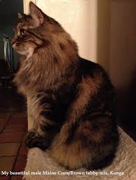 Pin On So I Love Cats I