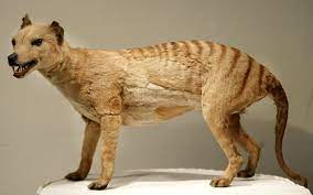 Mystery Of What Wiped Out The Tasmanian Tiger Finally Solved Extinct Animals Tasmanian Tiger Thylacine