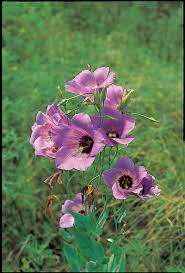 Phlox bloom from february through may. Wildflowers Of Texas Texas Highways