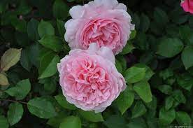 Miranda Rose Photo Rose Rose Photos Flowers