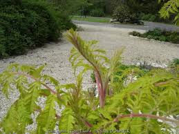 Image result for Renealmia susanneae-katziae