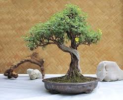 Potentilla Fruticosa Bonsai Bonsai Baum Kleine Baume Bonsai