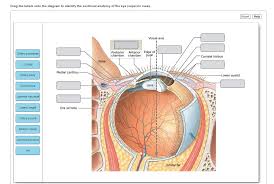 The glenohumeral or shoulder joint is the most mobile joint in the body. Lower Eyelid Anatomy Anatomy Drawing Diagram
