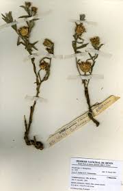 Image result for Centaurea praecox