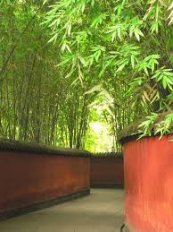 Bamboo In Containers Perfect For Fence Line Bamboo Garden Dream Backyard Outdoor Gardens