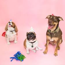 Maybe you would like to learn more about one of these? Deckers Dog And Cat Decker S Dog Cat