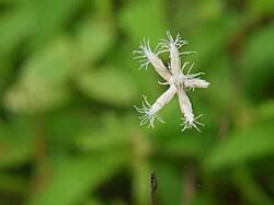 Image result for Fimbristylis scabrida