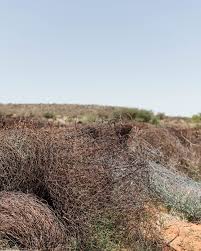 Image result for Geigeria burkei