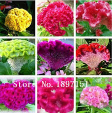 Click To Buy Big Sale 500pcs Bag Flowers Celosia Cristata Celosia Cristata Seeds Flower Seeds Seeds Diy Home Garden Flower Seeds Flowers Annual Flowers